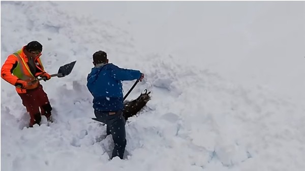羚羊慘遭活埋　熱血鐵道員剷雪救出「活跳跳」的牠。（圖／翻攝自YouTube／ODN）