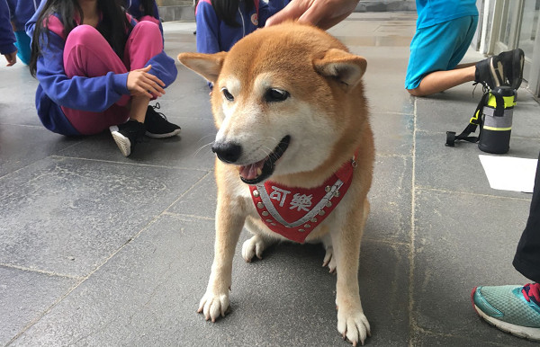 ▲▼不想上學低落逛校園　校犬可樂「貼心舉動」徹底讓她轉念！（圖／新北市動保處提供）