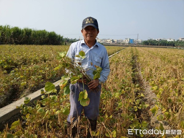 ▲近70歲陳正洲栽種萬丹紅豆　第一次眉開眼笑▼             。（圖／記者陳崑福翻攝）