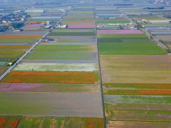 ▲▼ 雲林花海搶先爆發！4色波斯菊、向日葵「漸層花毯」盛開一個月（圖／小腹婆大世界）