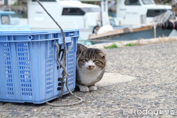 ▲北九州小倉藍島,貓之島。（圖／記者于佳云攝）