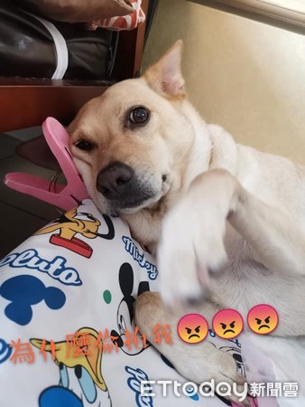 ▲米克斯汪枕曬衣夾瞇眼爽睡 發現被偷拍一秒驚醒怒打鏡頭。(圖/可成友人罩提供)