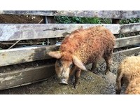 ▲羊毛出在豬身上？！真心不騙 金山直擊匈牙利國寶「綿羊豬」。（圖／記者郭世賢攝）