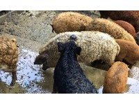 ▲羊毛出在豬身上？！真心不騙 金山直擊匈牙利國寶「綿羊豬」。（圖／記者郭世賢攝）