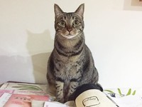 ▲▼虎斑「魔性扭屁屁」硬塞紙箱　網狂重播笑翻：滿出來啦（圖／Instagram帳號「dh_hanako」授權，請勿隨意翻拍，以免侵權。）