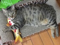 ▲▼虎斑「魔性扭屁屁」硬塞紙箱　網狂重播笑翻：滿出來啦（圖／Instagram帳號「dh_hanako」授權，請勿隨意翻拍，以免侵權。）