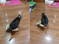 ▲▼虎斑「魔性扭屁屁」硬塞紙箱　網狂重播笑翻：滿出來啦（圖／Instagram帳號「dh_hanako」授權，請勿隨意翻拍，以免侵權。）