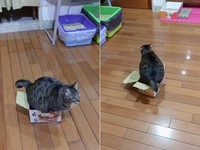 ▲▼虎斑「魔性扭屁屁」硬塞紙箱　網狂重播笑翻：滿出來啦（圖／Instagram帳號「dh_hanako」授權，請勿隨意翻拍，以免侵權。）