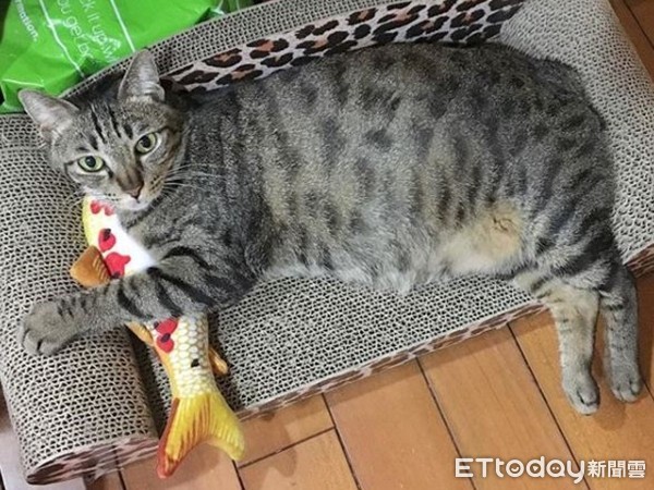 ▲▼虎斑「魔性扭屁屁」硬塞紙箱 網狂重播笑翻:滿出來啦(圖/Instagram帳號「dh_hanako」授權,請勿隨意翻拍,以免侵權。)