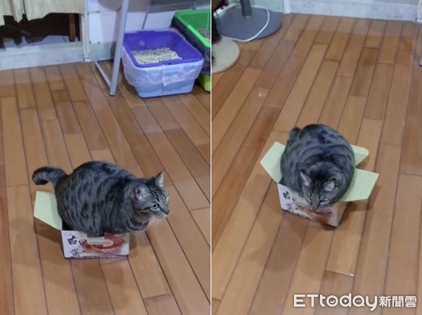 ▲▼虎斑「魔性扭屁屁」硬塞紙箱 網狂重播笑翻:滿出來啦(圖/Instagram帳號「dh_hanako」授權,請勿隨意翻拍,以免侵權。)