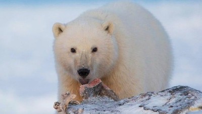 「母熊身後有小孩」照樣開槍！雪地村民養大北極熊孤兒　彌補過錯