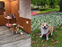 ▲海狗基頂氣球。（圖／網友張先生授權提供）