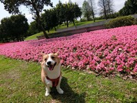 ▲海狗基頂氣球。（圖／網友張先生授權提供）