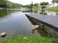 ▲海狗基頂氣球。（圖／網友張先生授權提供）