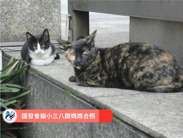 ▲▼國發會會貓小三八。(圖/取自國發會臉書)