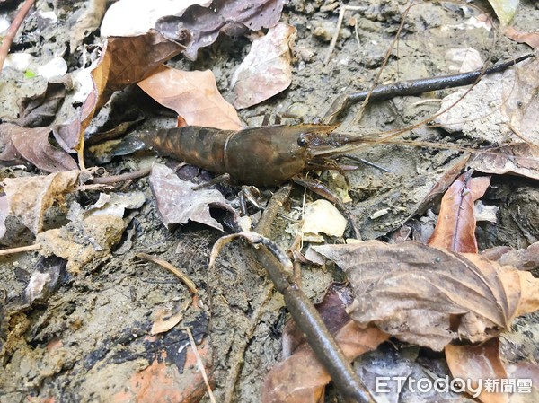 ▲▼高雄柴山溪谷水域發現15cm巨蝦。（圖／記者宋德威攝，下同）