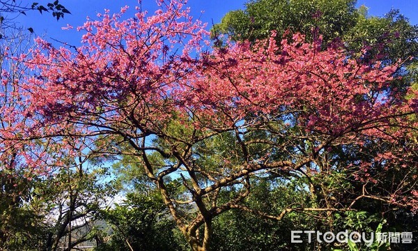 ▲暖冬櫻花現新北！賞「櫻」快報報你知。（圖／新北市景觀處提供）