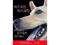 ▲飛盤掉到神桌上，狗狗不敢撿。（圖／網友李均偉授權提供）