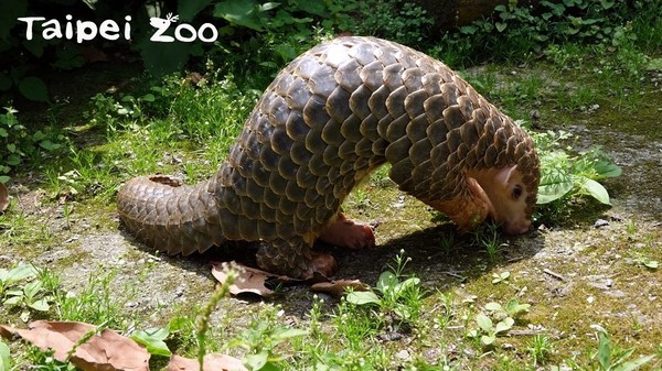 動物園認養計畫。（圖／台北市立動物園提供）