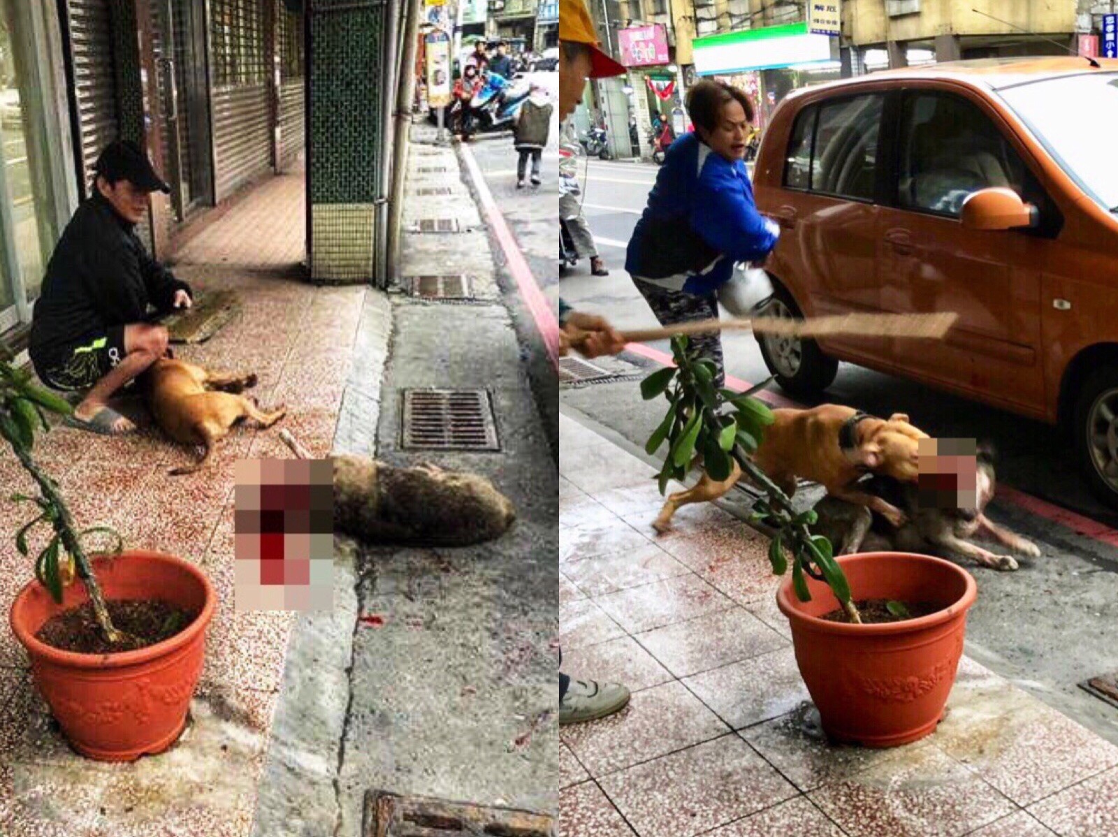 ▲ 比特犬當街虐殺猛攻流浪犬頭破血流亡？ 引發網友激憤痛批「太殘忍」。（圖／翻攝自「基隆人踹共」）