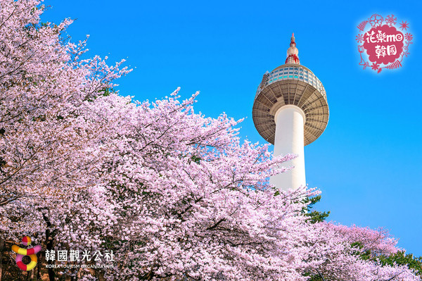 ▲韓國賞櫻▼             。（圖／大都會旅遊、韓國觀光公社、shutterstock.com提供）