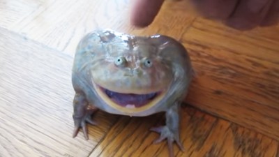 最新萌寵「小丑蛙」醜得可愛　輕摸頭頂，聽牠嚎啕大哭超療癒！
