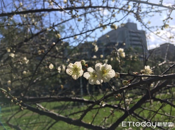 ▲▼榮星花園公園與民生公園的梅花。（圖／工務局提供）