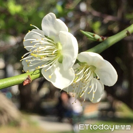 ▲▼榮星花園公園與民生公園的梅花。（圖／工務局提供）