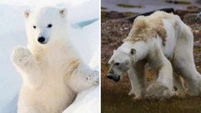 「地球版＃10年挑戰」森林變沙地、北極熊暴瘦，人類還有幾年可揮霍？