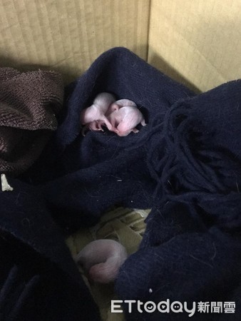 貂媽媽介紹寶寶。(圖/飼主林子彰提供)