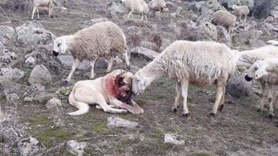 牧羊犬遭狼群襲擊「滿頭血」　小羊溫柔碰頭安撫：謝謝你
