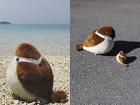 日本的「小峰玩具」出產許多動物造型玩偶，從貓貓狗狗到海上的鯨魚海豚一網打盡，而引起熱烈迴響的是一隻麻雀，但尺寸跟你常見的不同，是一隻放大版的胖麻雀毛絨玩偶。