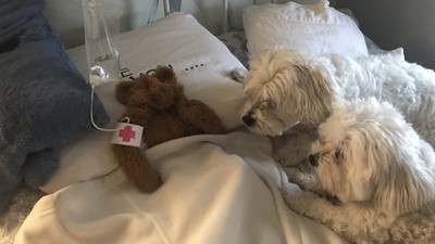 「泰迪熊快不行了！」可愛爸自製點滴搶救　狗狗們焦心圍床「探病」