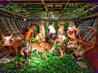 在地下一樓還放有許多動物標本。