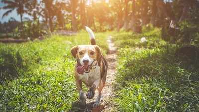 守住狗年最後好運！「立春開運法」這天正午曬太陽　帶財貴氣進豬年