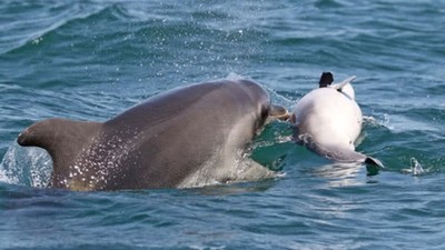 目擊母海豚「肩扛寶寶屍體」！無法接受孩子死亡　扛屍數日奮力游