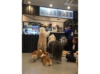 狗狗看到店主走進吧台裡，情不自禁跟著主人來到櫃台邊，為了討肉肉吃使出渾身解數，一個個直接站起趴在桌邊等待餵食，其中薩摩耶、伯恩山犬、阿拉斯加雪橇犬甚至還會一同賣萌爭寵，露出水汪汪大眼甜笑吐舌