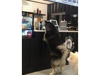 大狗狗同時站起望著店主的模樣，就好像一群點餐的客人，畫面超療癒！