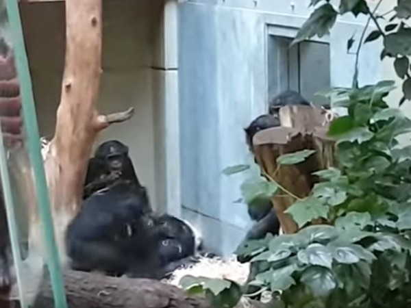 ▲▼英國黑猩猩搬到德國被霸凌　被扯手、圍毆…耳朵破一角（圖／翻攝自André P. YouTube頻道）