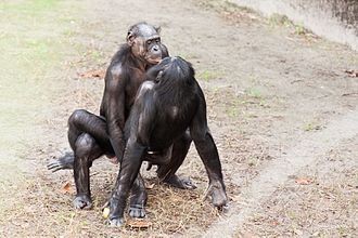 有種正面上我？倭黑猩猩和人一樣面對面交配　公認最「淫蕩」動物