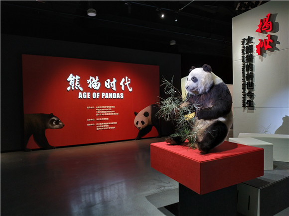 ▲▼重慶自然博物館展覽「熊貓時代」。（圖／重慶自然博物館）