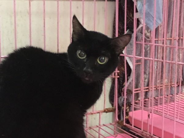 ▲小黑貓現已獲救，在台北動物之家受照料。（圖／翻攝自台北市動物保護處）
