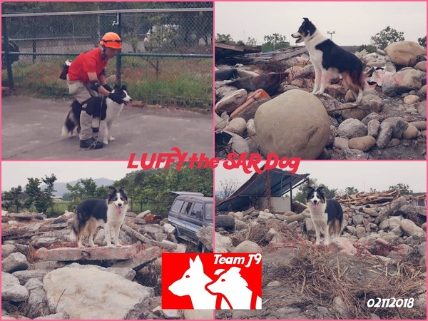 香港首隻通過IRO中級搜救犬。（圖／LUFFY the SAR Dog 國際認證搜救犬 路飛提供）