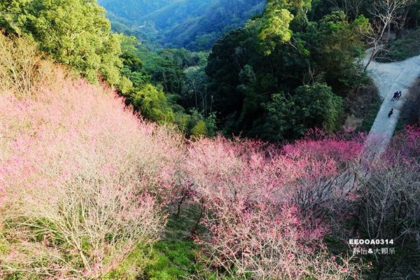 ▲苗栗協雲宮櫻花。（圖／靜怡&大顆呆の親子.旅遊.美食提供）