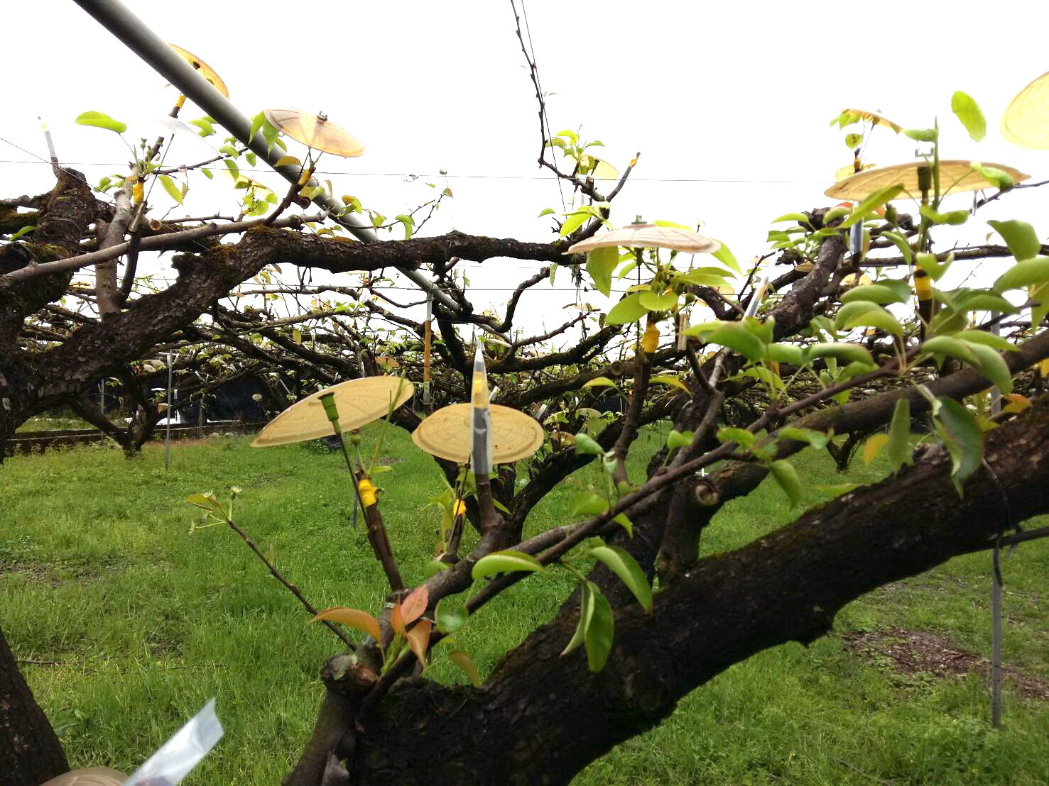 ▲▼農委會13日派員前往宜蘭三星地區視察災上將梨穗農損情形,並即刻啟動現金救助措施。(圖/記者游芳男翻攝,下同)