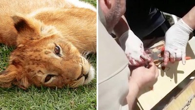 「拔光幼獅爪子」大賺門票錢！殘忍動物園辯解：都是為了小孩子好