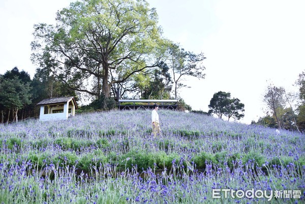 ▲台中薰衣草森林。（圖／記者陳涵茵攝）