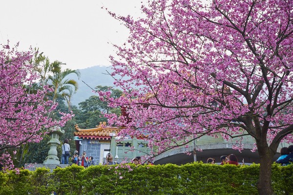 ▲天元宮櫻花,三芝櫻花,三芝青山路,。（圖／新北市政府綠美化環境景觀處技術推廣課）