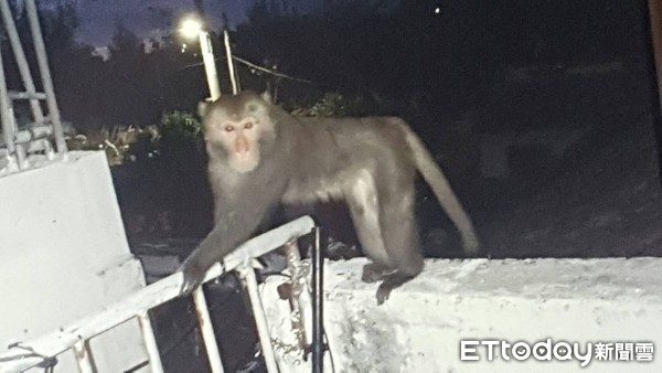 ▲台灣獼猴入侵民宅 咬傷午睡車城張姓農民 。(圖/記者陳崑福攝)