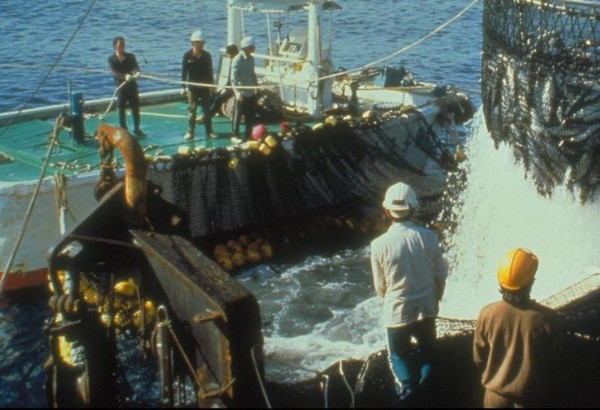 我國遠洋籍漁船穩鵬號於模里西斯海域發生海上喋血事件，船上菲籍船員持刀殺害漁工，目前外交部已請相關單位協助搜救。本圖為遠洋圍網作業示意圖。（圖取自農委會）